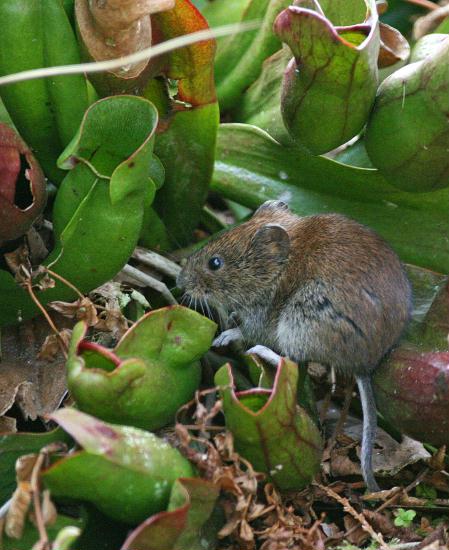 Bank Vole <i>Clethrionomys glareolus</i>